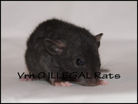 † Oliver ILLEGAL Rats (O11)